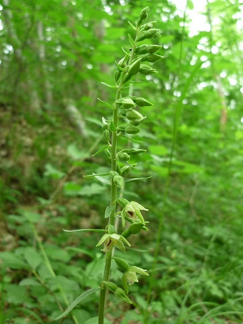 Helleborine