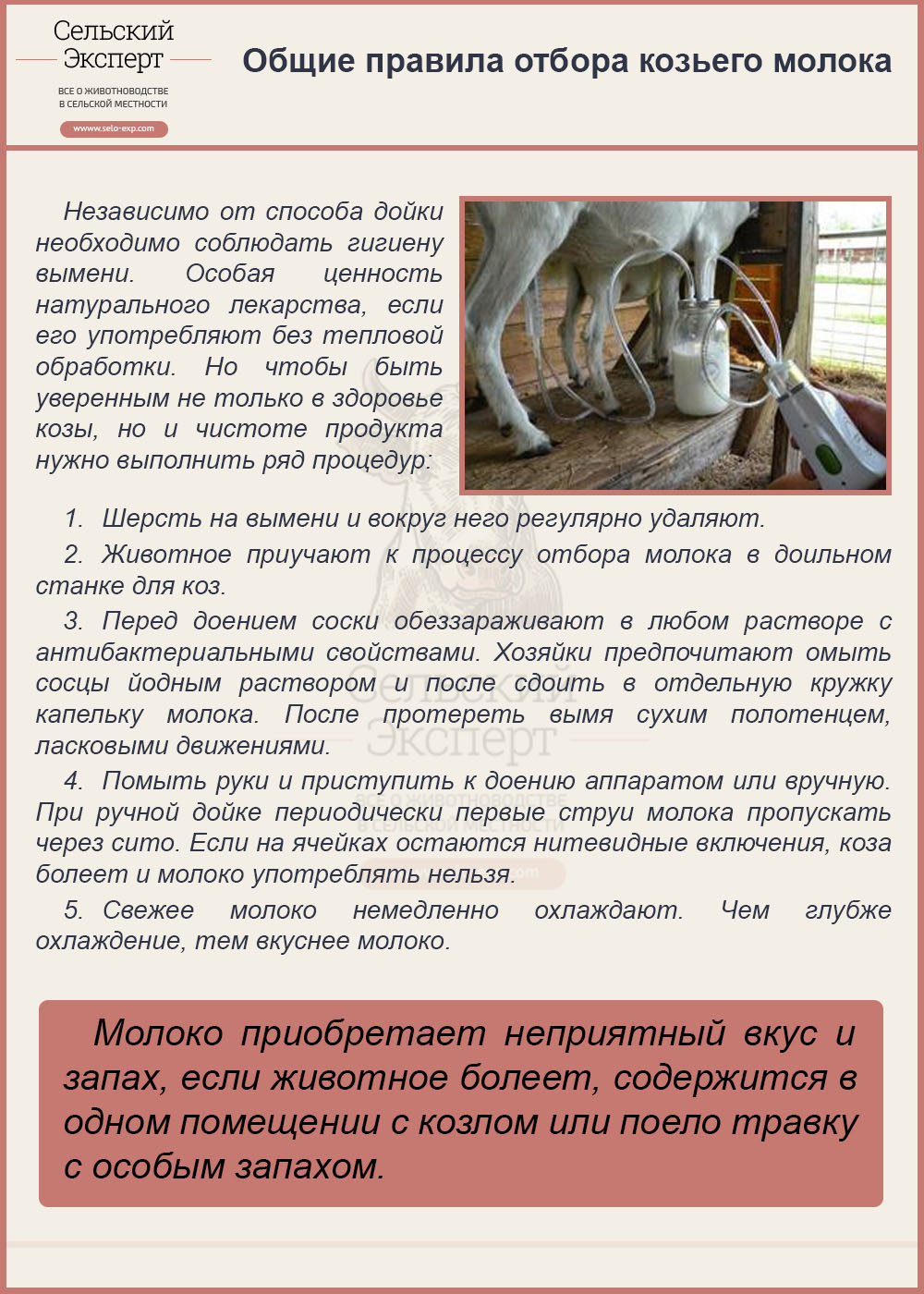 Общие правила отбора козьего молока