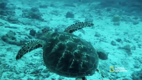 Sea turtle appreciation hours...