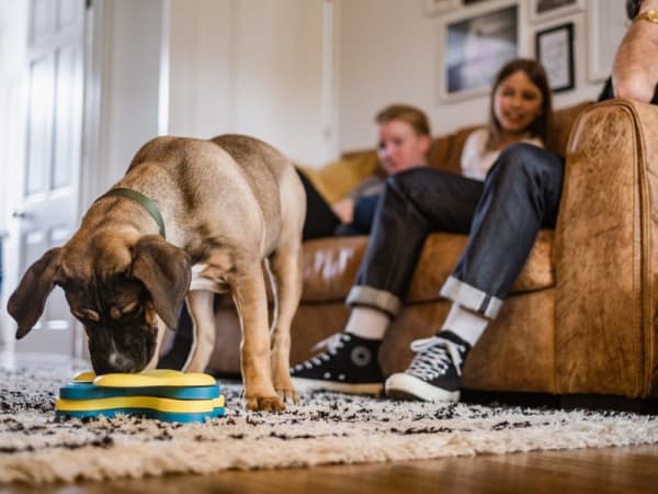 Ways to Eliminate Pet Hair from Surfaces