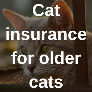 cat insurance for older cats