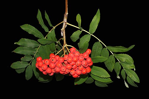 Гроздь рябины (Sorbus aucuparia), Винница