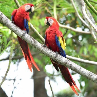 Costa Rica parrot