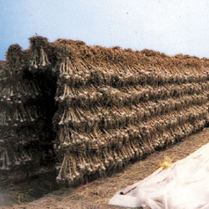 Головка чеснока