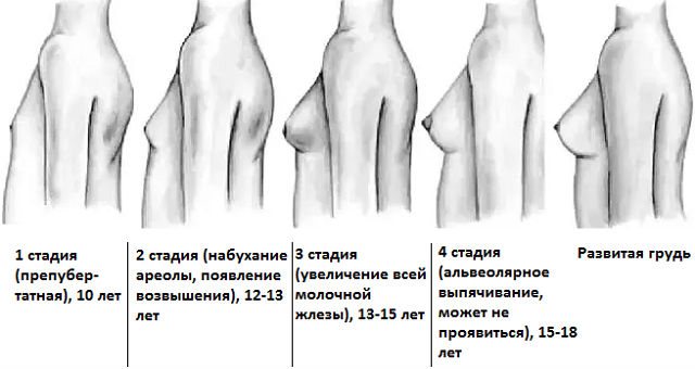 До скольки лет растет грудь