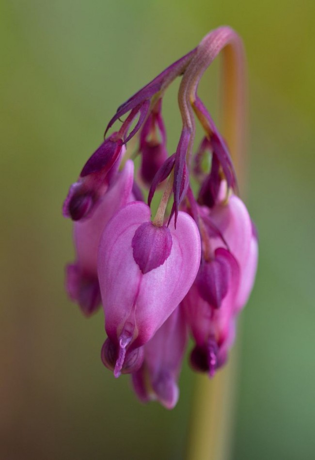 Dicentra formosa, сорт Adrian Bloom