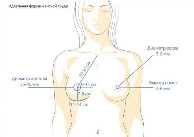 До скольки лет растет грудь