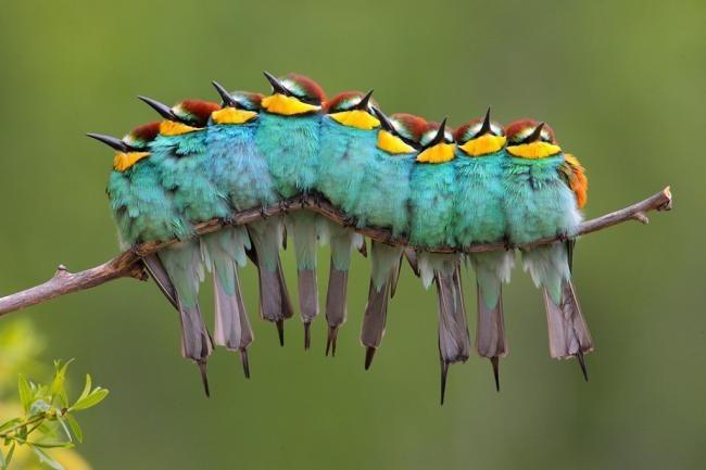 cab.jpg Bird European bee-eater Bee insect caterpillar larva invertebrate