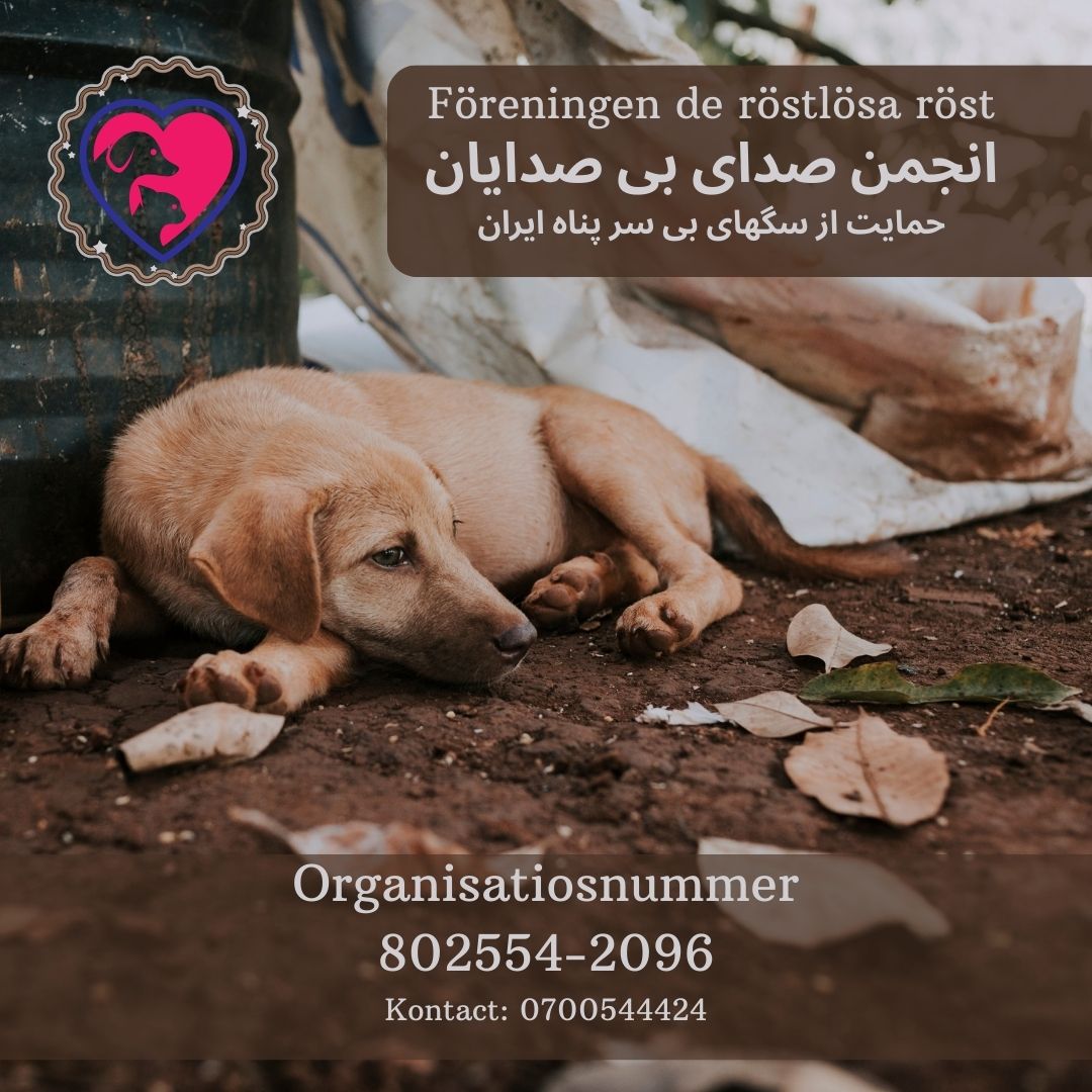 انجمن حمایت از سگهای بی سرپناه ایران