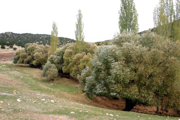 Kabakbaş Piknik ve Mesire Alanı - Durayda, Güneysınır, Konya