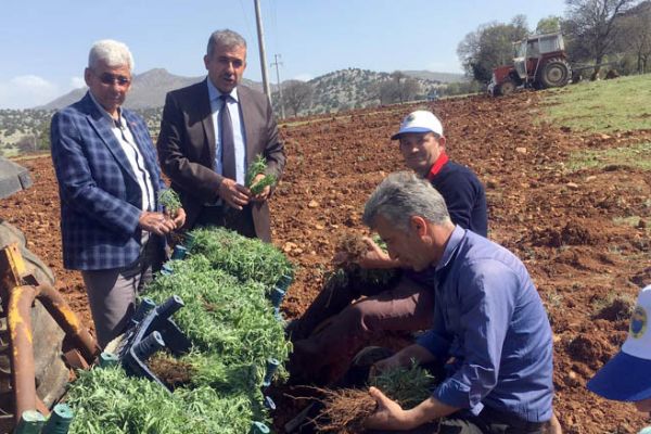 Güneysınır'da Lavanta Seferberliği Başlıyor