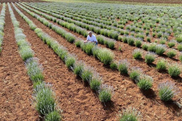 Güneysınır Lavanta Kokmaya başladı.