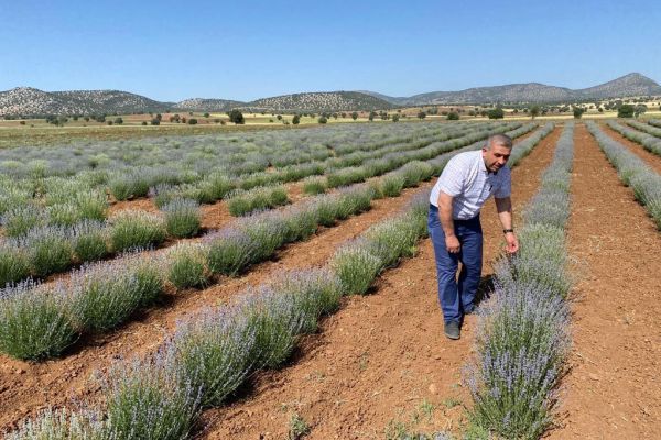 Güneysınır Lavanta Kokmaya başladı.