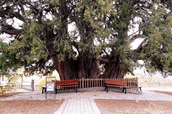 1000 Yıllık Anıt Ağaç
