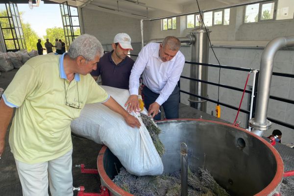 Güneysınır’da lavanta yağı çıkarılmaya başlanıldı