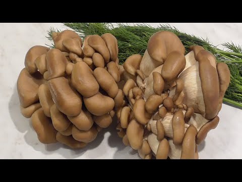 Дневник Новой Фабрики Звезд. Выпуск от 2 ноября 2017