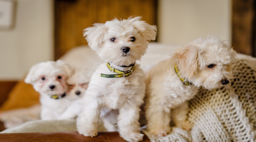 Dogs trust rehoming outlet