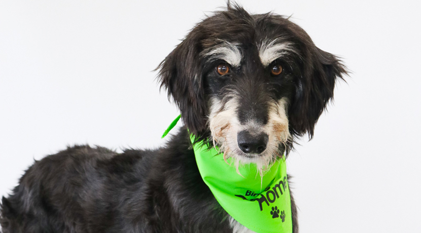 birmingham dogs home rehoming