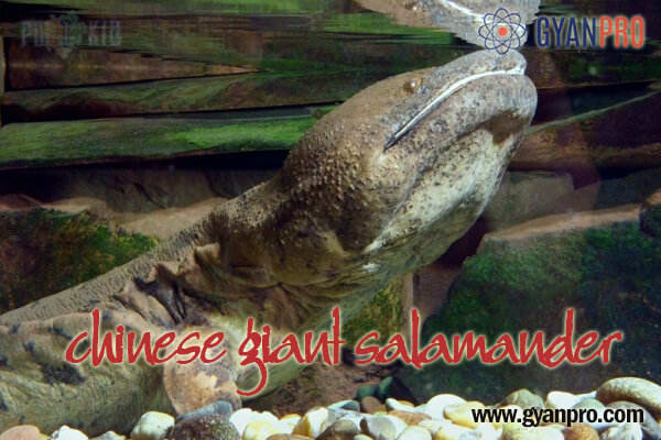 Chinese giant salamande_gyanpro