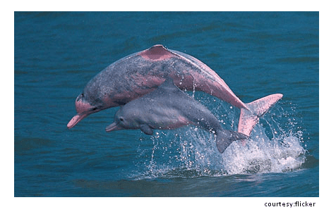 The Amazon River Dolphin That Cannot Swim