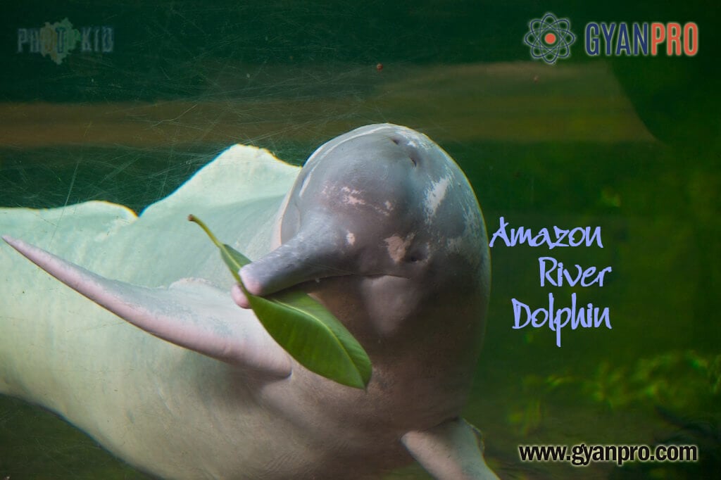 The Amazon River Dolphin that cannot Swim