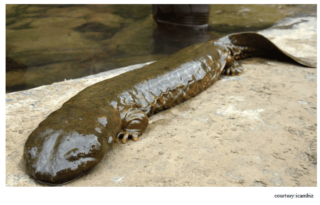 The largest Amphibian- Chinese giant salamander