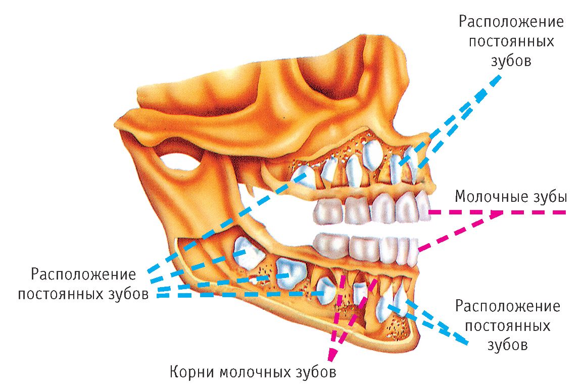 Как растут коренные зубы у детей схема фото