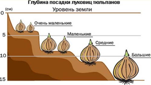 Глубина посадки луковиц тюльпанов