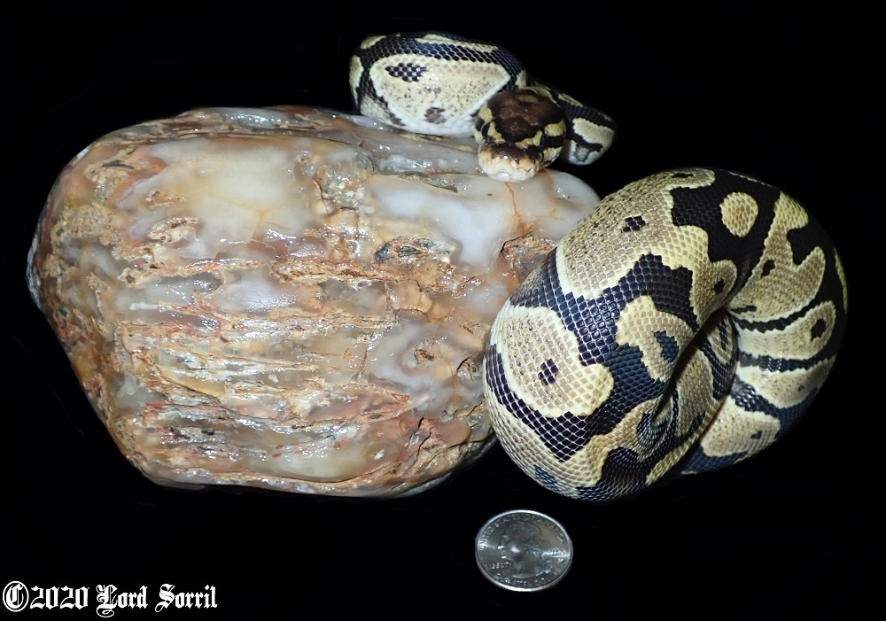 Snakes and Stones Rock Tumbling Hobby