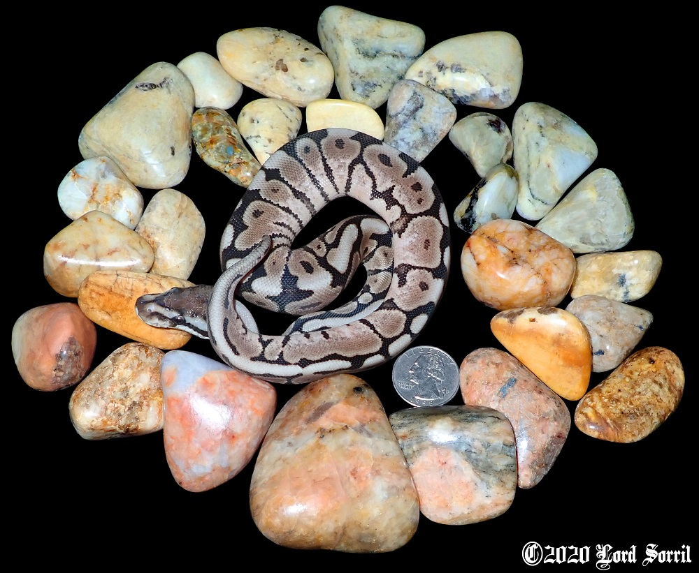 Snakes and Stones Rock Tumbling Hobby