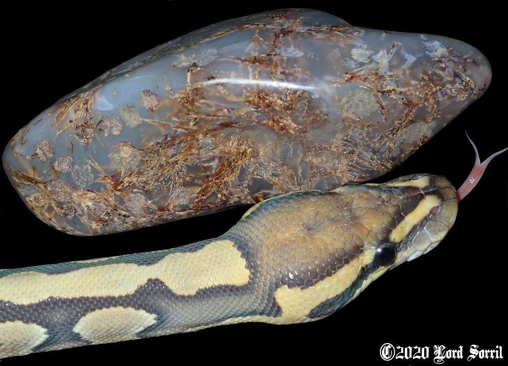 Snakes and Stones Rock Tumbling Hobby