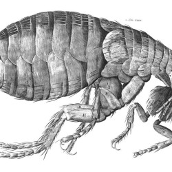Flea