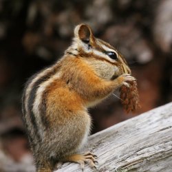 Chipmunk