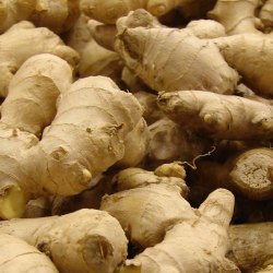 Ginger