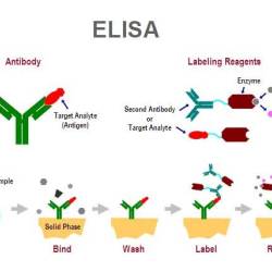 Elisa