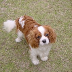 King Charles