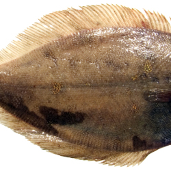 Sole