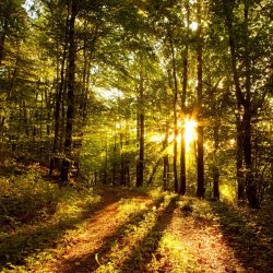 Forest Sun