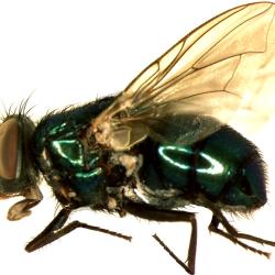 Blowfly