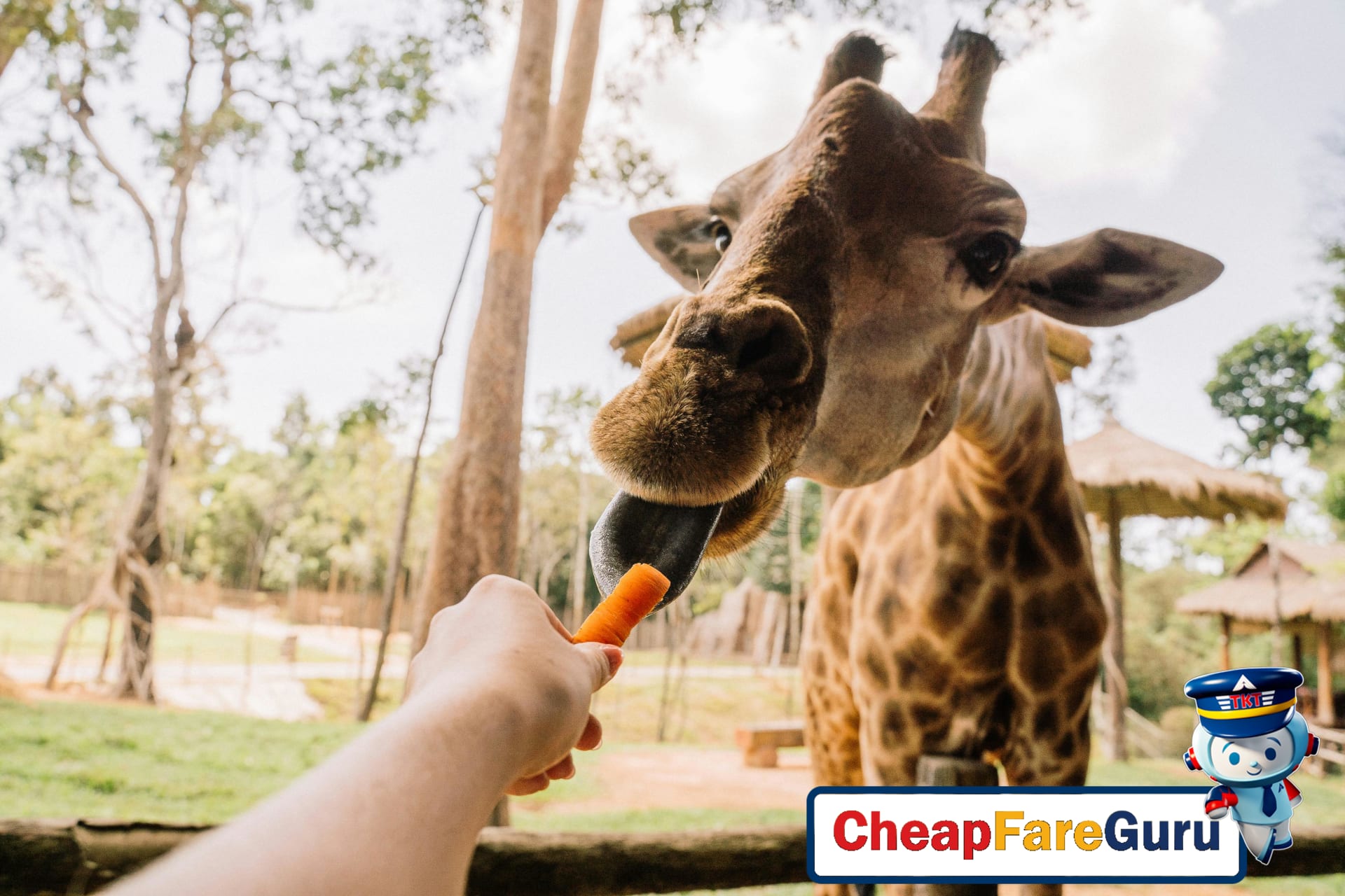 Visitor feeding giraffe at Columbus Zoo