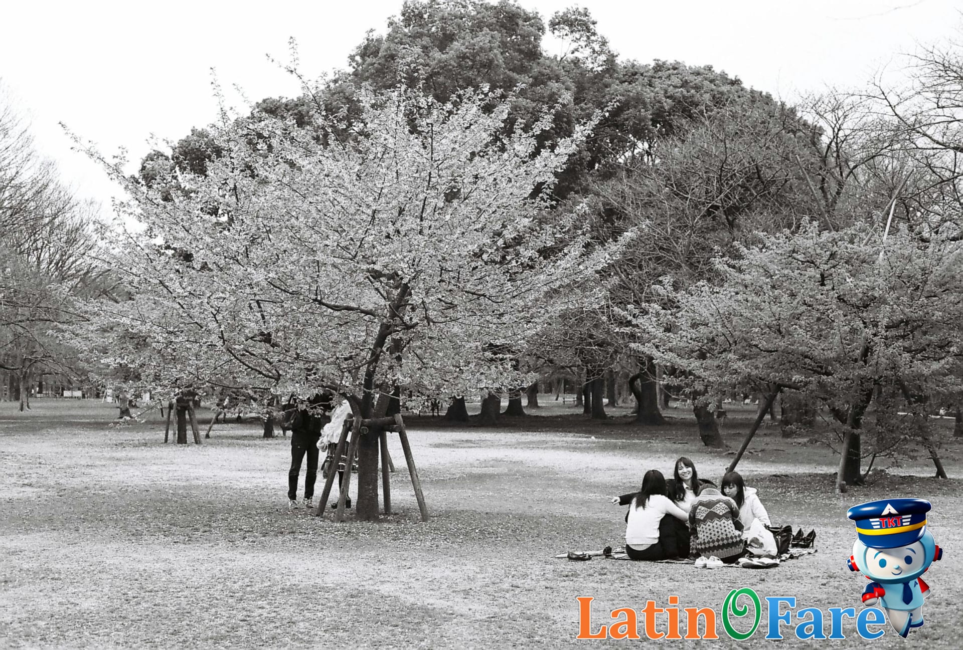 Cherry blossoms blooming around the Tidal Basin in Washington D.C.