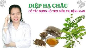 Lợi ích của cây Diệp Hạ Châu trong hỗ trợ gan