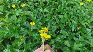 Tác dụng của cây Sài Đất trong chữa viêm