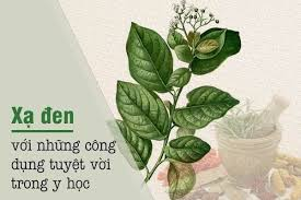 Cây Xạ Đen hỗ trợ điều trị ung thư