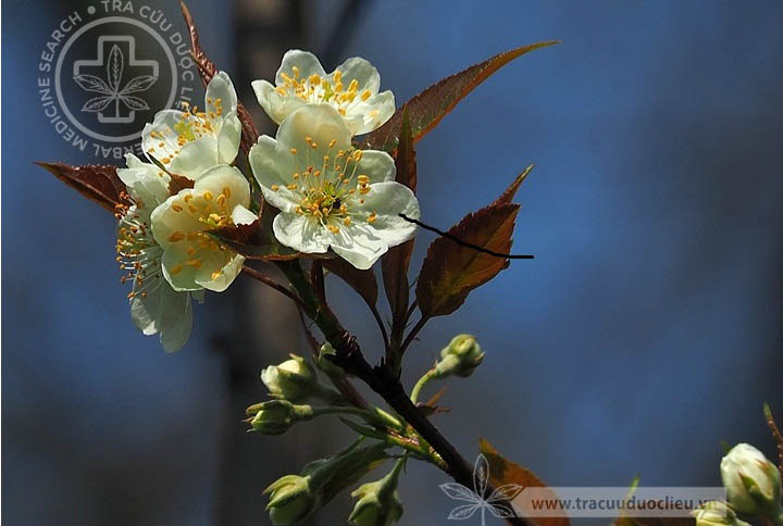 Chua chát ( sơn tra)