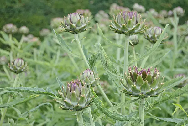 Hình ảnh liên quan