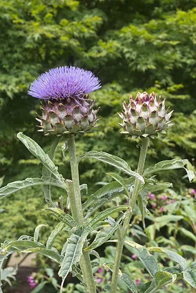 Hình ảnh liên quan