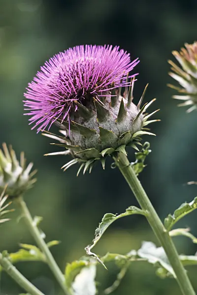 Hình ảnh liên quan