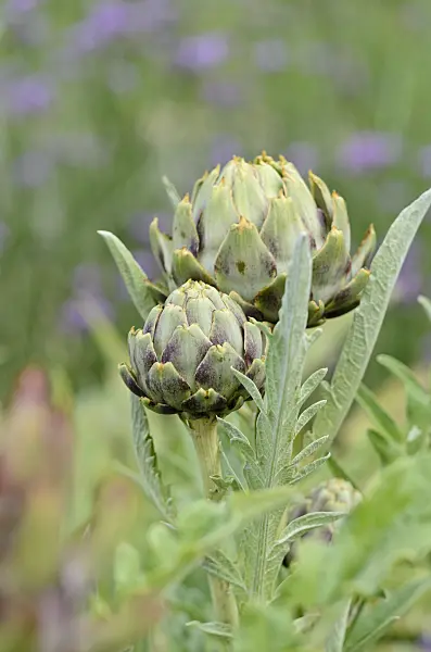 Hình ảnh liên quan