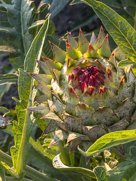 Hình ảnh liên quan